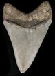 Serrated, Megalodon Tooth - Georgia #39900-1